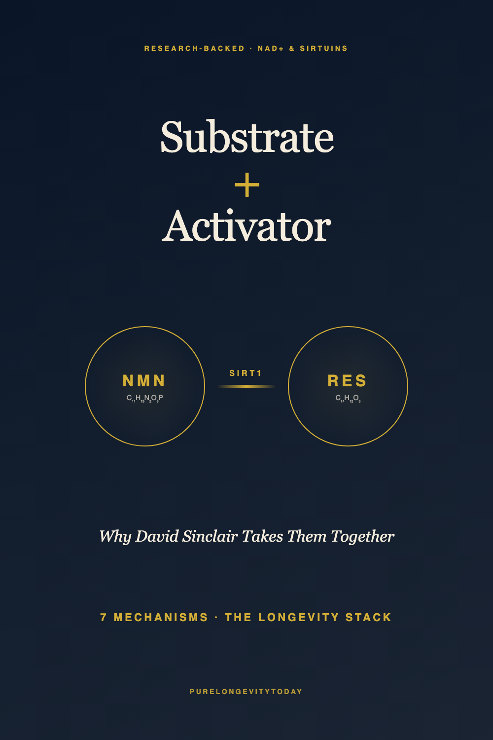 Editorial molecular illustration of NMN and resveratrol structures connected by SIRT1, explaining the sirtuin-activating longevity supplement stack used by David Sinclair and Bryan Johnson.