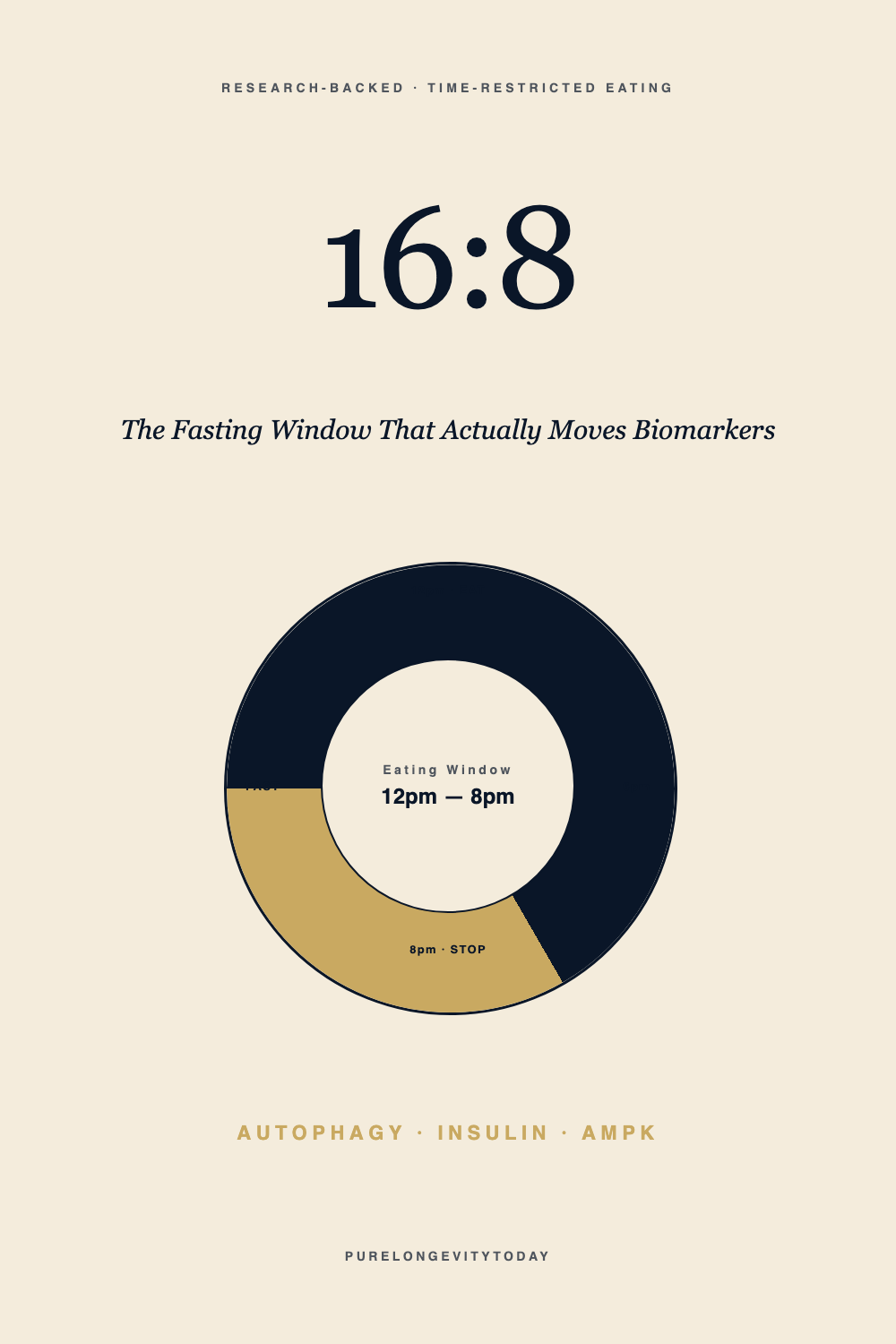 Vintage editorial clock face showing the 16-hour fasted window and 8-hour eating window of the 16:8 intermittent fasting protocol for longevity and metabolic health.