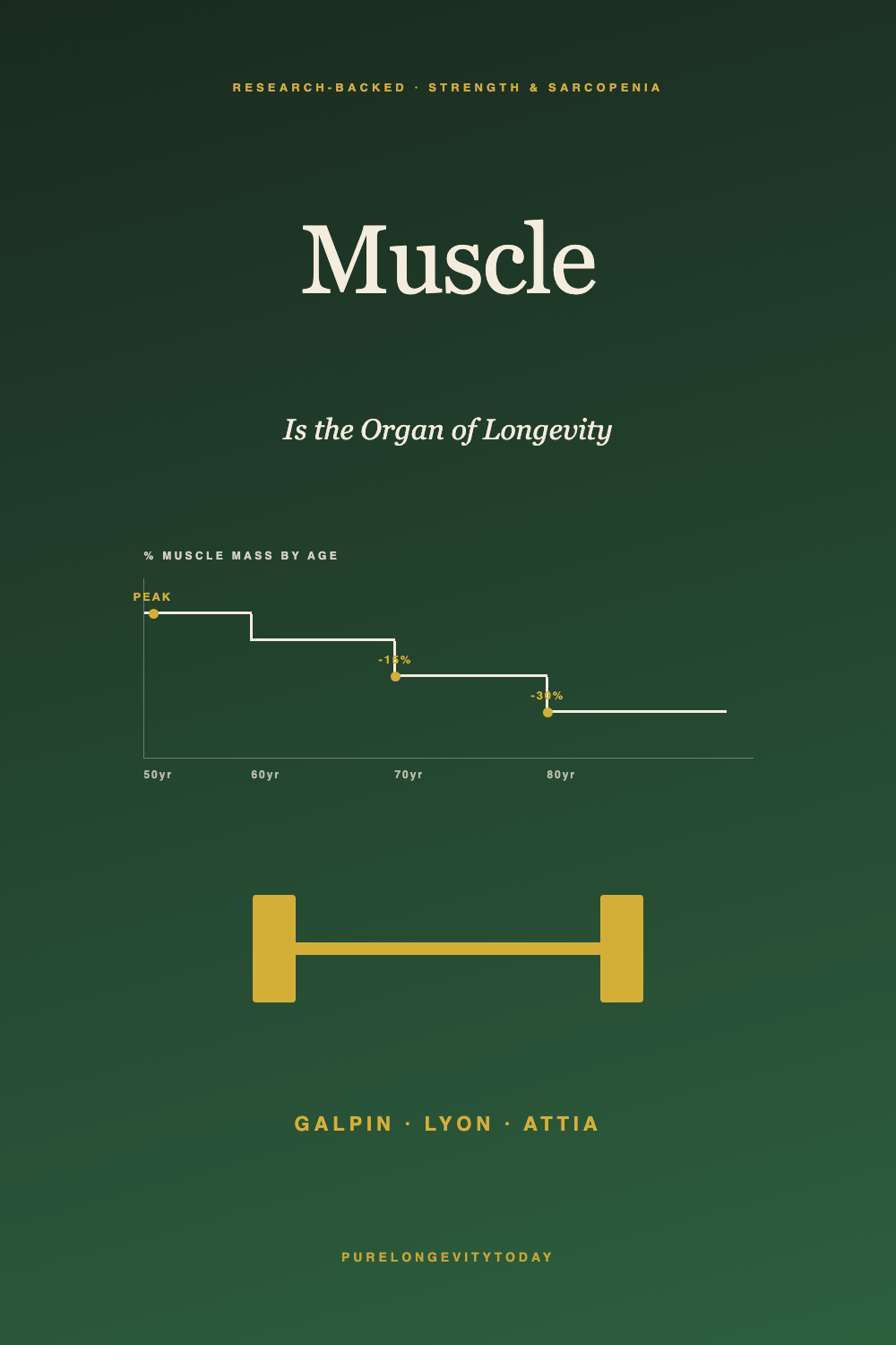 Editorial forest-green infographic showing muscle mass decline by age and the kettlebell silhouette representing Galpin and Attia's strength protocol for longevity.