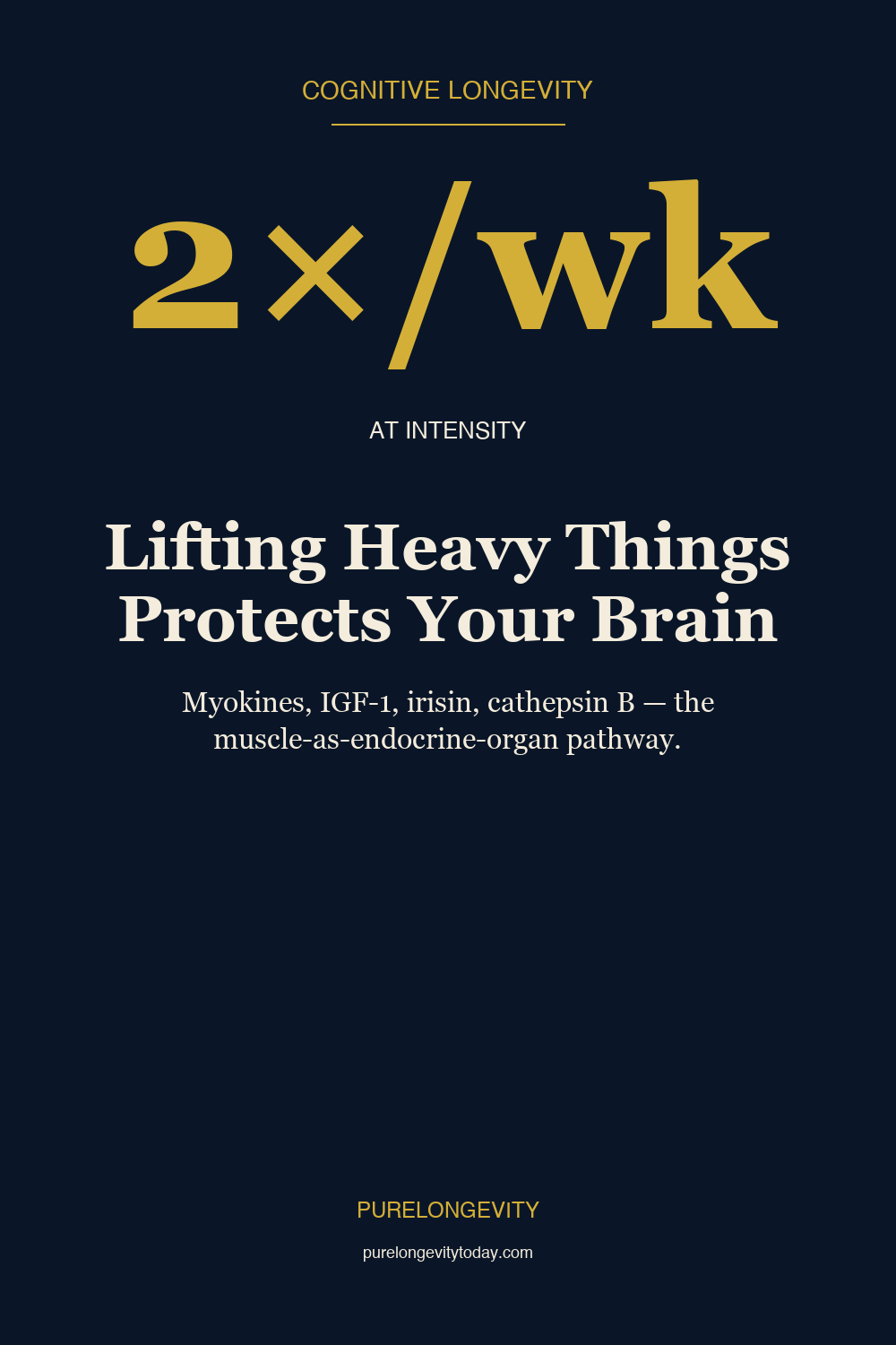 Editorial pin explaining how resistance training activates myokine pathways including irisin and cathepsin B that protect the brain through endocrine signaling.